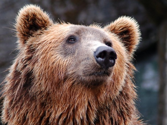 Stališče do javne informacije MNVP o odstrelu vseh medvedov