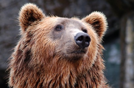 Stališče do javne informacije MNVP o odstrelu vseh medvedov